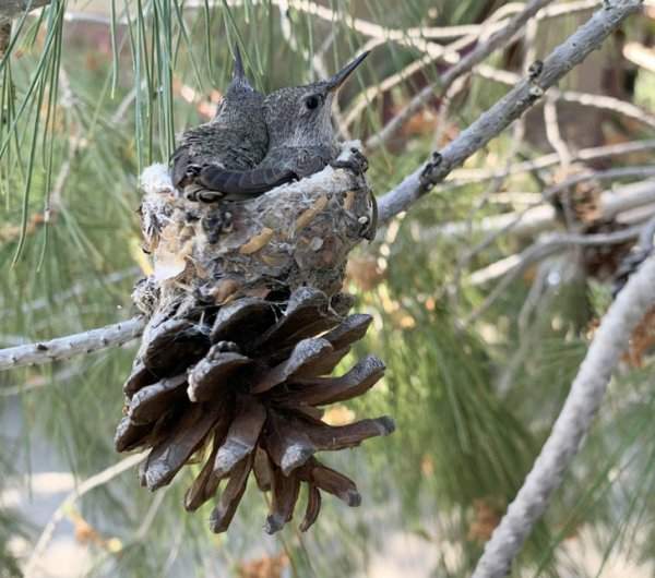Гнездо колибри, построенное на сосновой шишке
