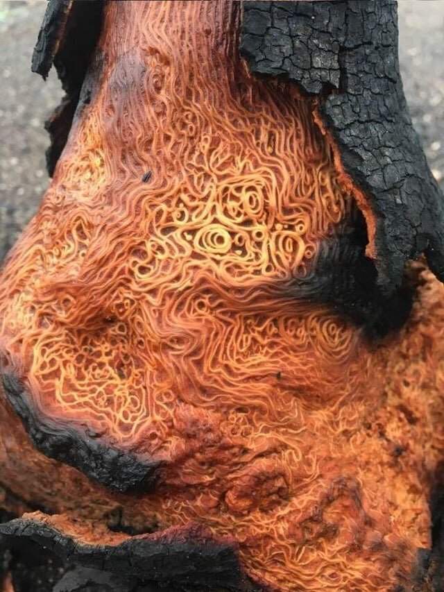 Внутри сгоревшего дерева