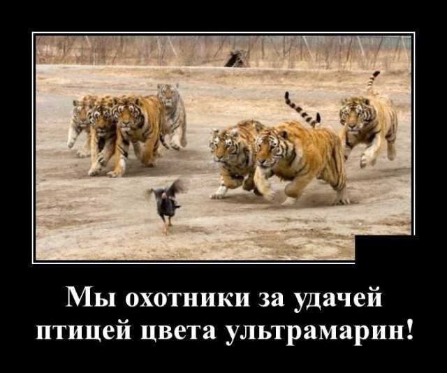 Демотиватор про тигров