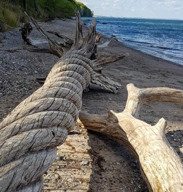 Скрученное дерево