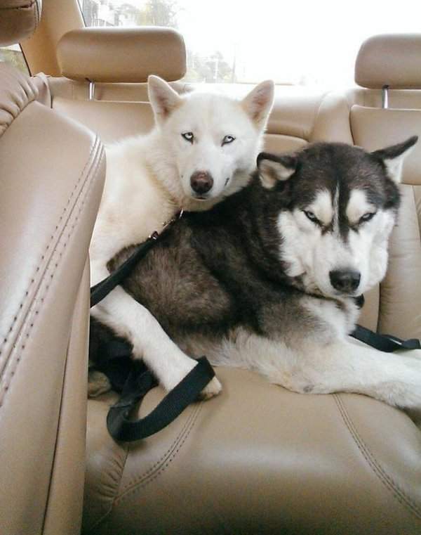 Собаки бывают двух типов...