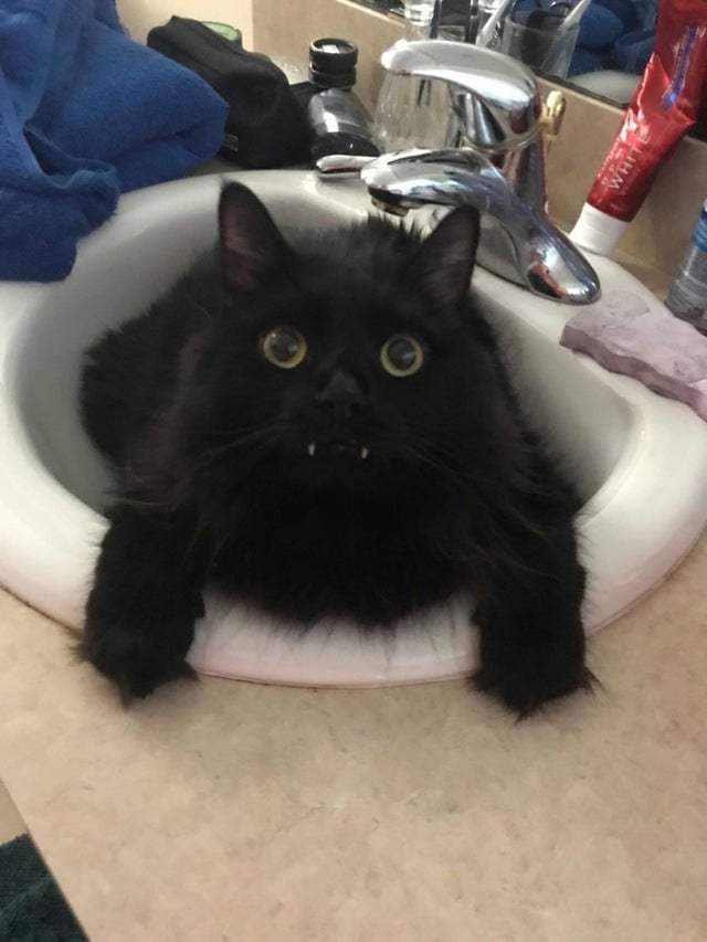 Граф Дракула готов чистить зубы