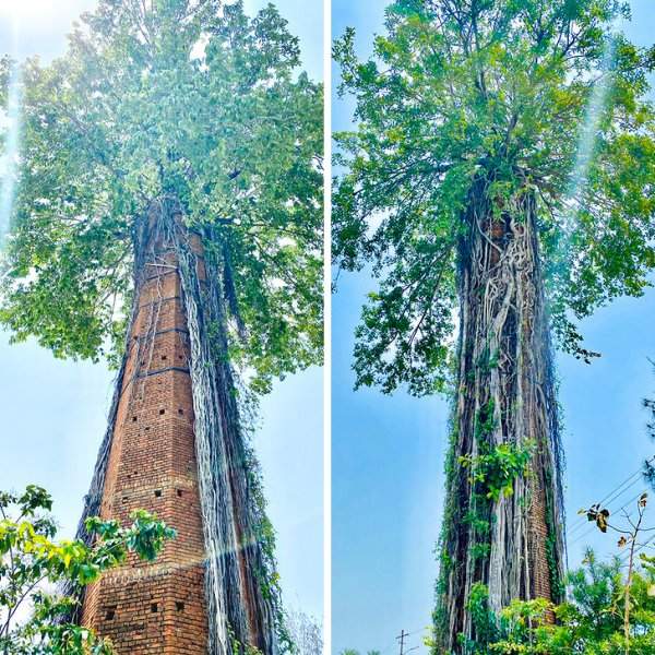 Дерево баньян поглотило башню