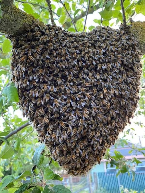 Валентинка от пчел, но руками ее лучше не трогать