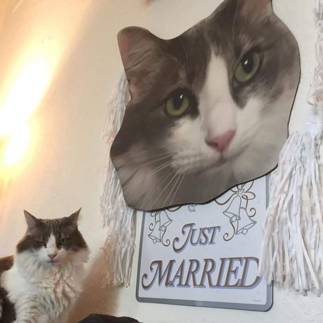 Скотт Перри позвал замуж кошку Оливию