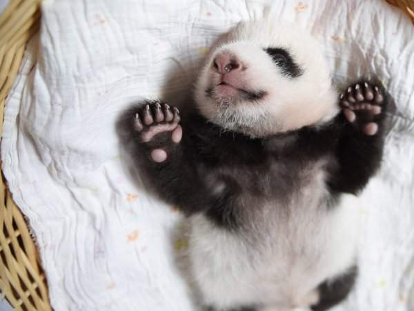 Крошка панда, которому чуть больше месяца