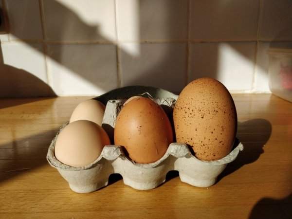 Порой курочки несут огромные яйца
