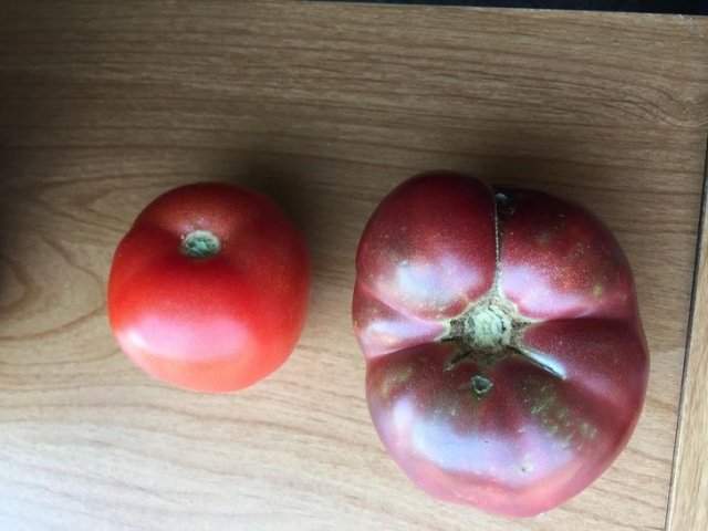 Современный помидор vs. Выращенный из 150-летнего семечка