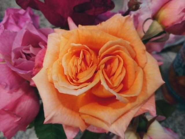 Бутон розы с двойным цветком