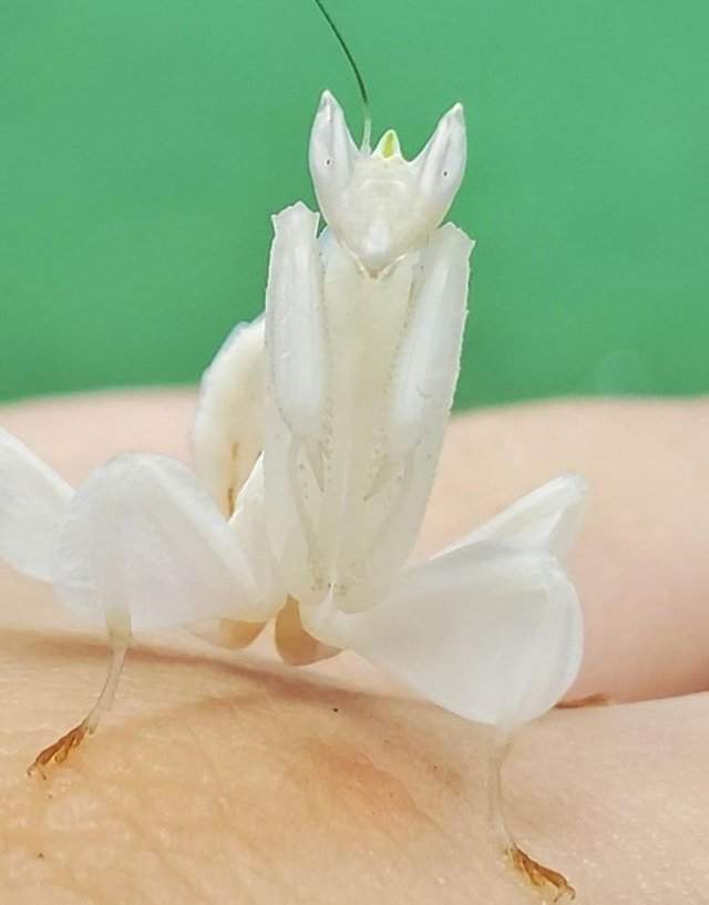 Белый орхидейный богомол