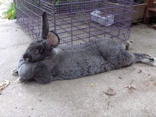 Кролик-великан породы фландр