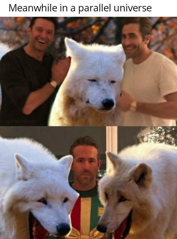 Один из самых популярных мемов этого года - смеющиеся волки