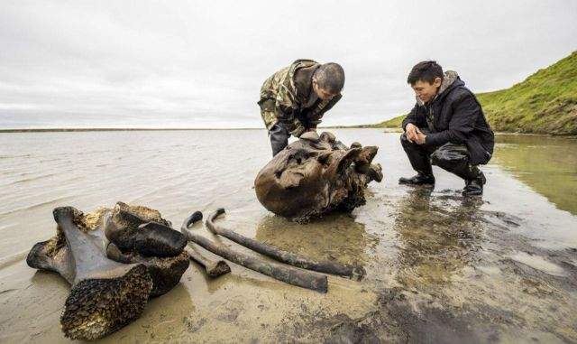 На Ямале нашли останки мамонта