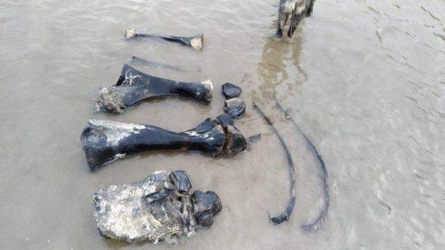 На Ямале нашли останки мамонта