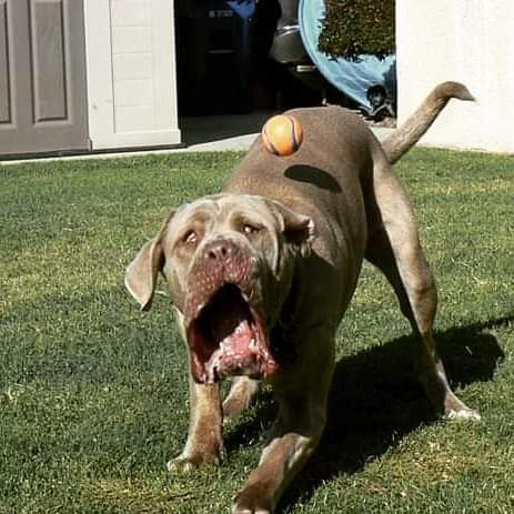 Собачка ловит мяч