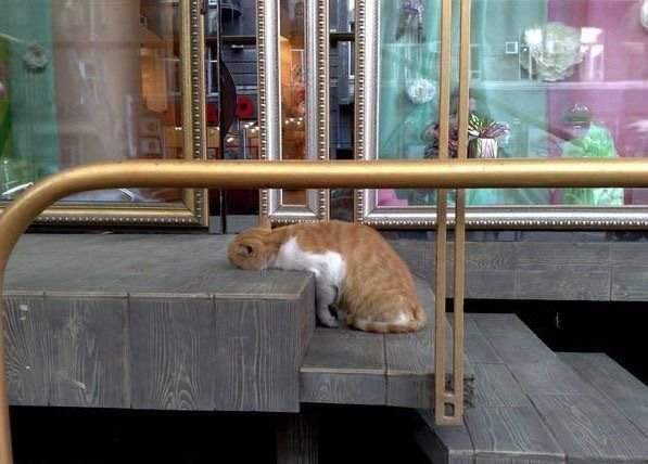 Коты, которые очень устали после трудного рабочего дня