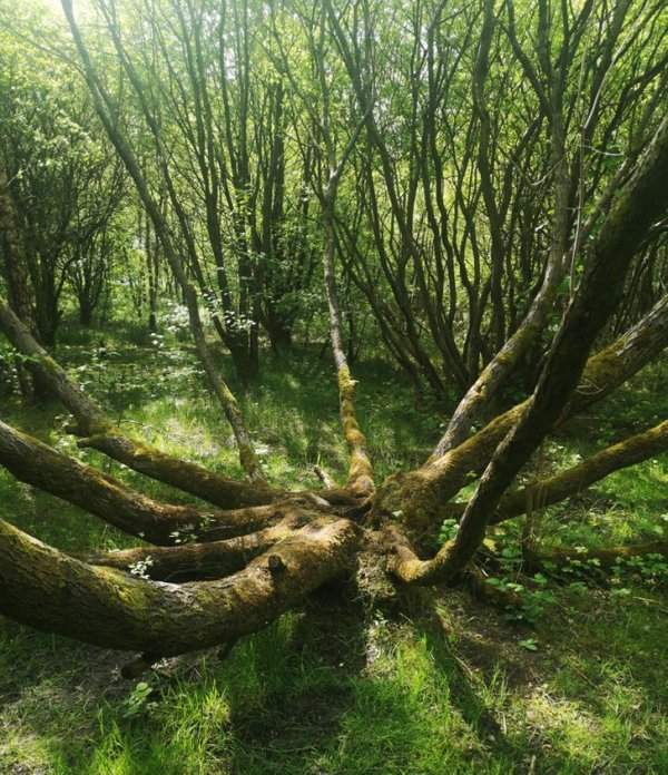 Нашли древо-осьминога в лесах Британии