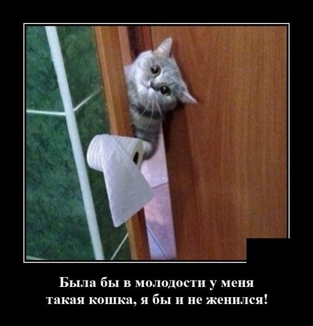 Демотиватор про кота с туалетной бумагой