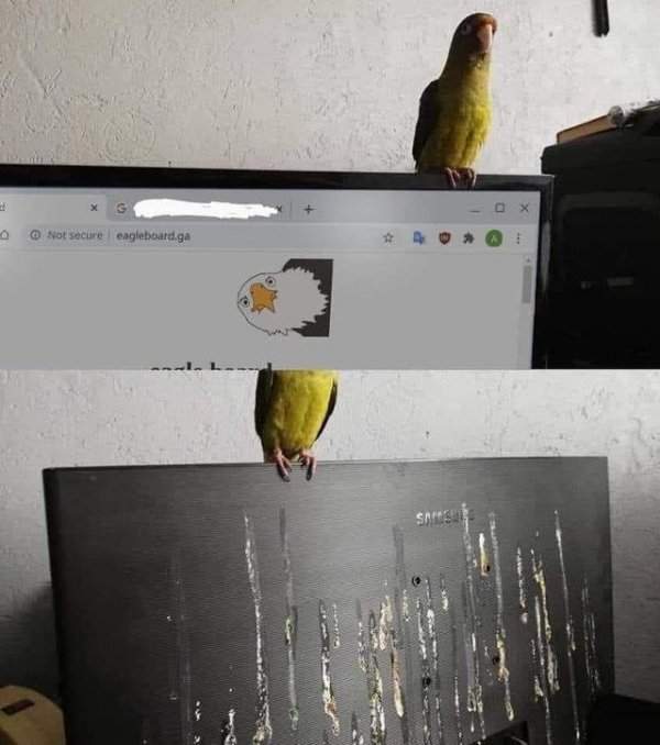 Попугай на ноутбуке