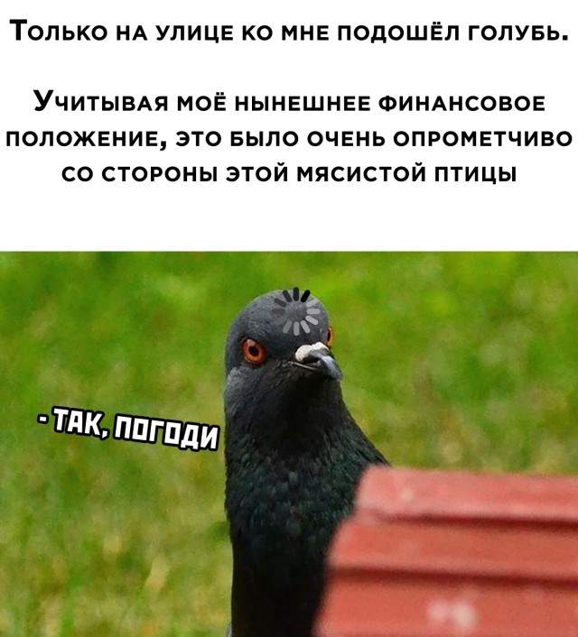 Жирный голубь на улице