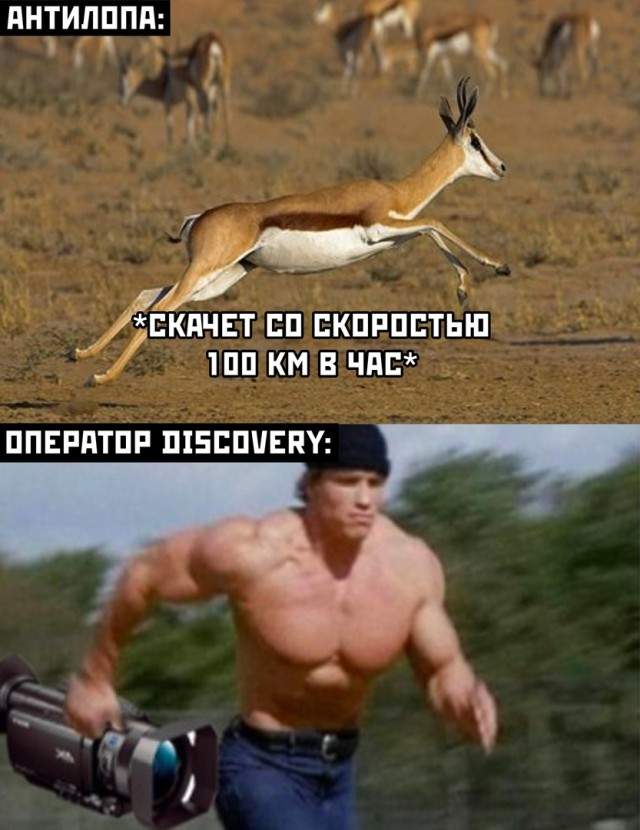 Оператор Discovery и антилопа