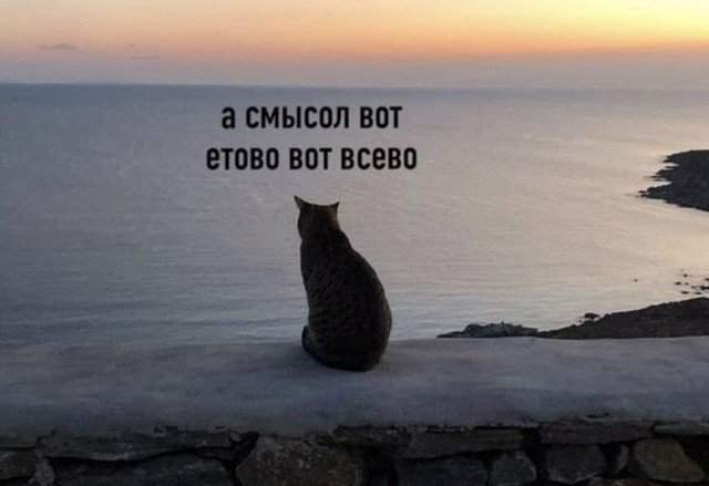 Кот сидит на скале перед морем и философствует