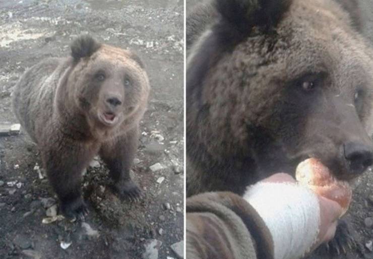 Покормил медведя с рук