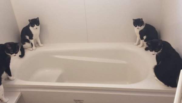 Коты в ванной