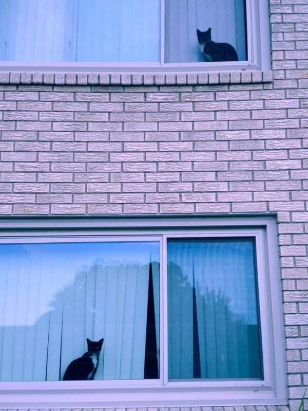 Коты в окнах
