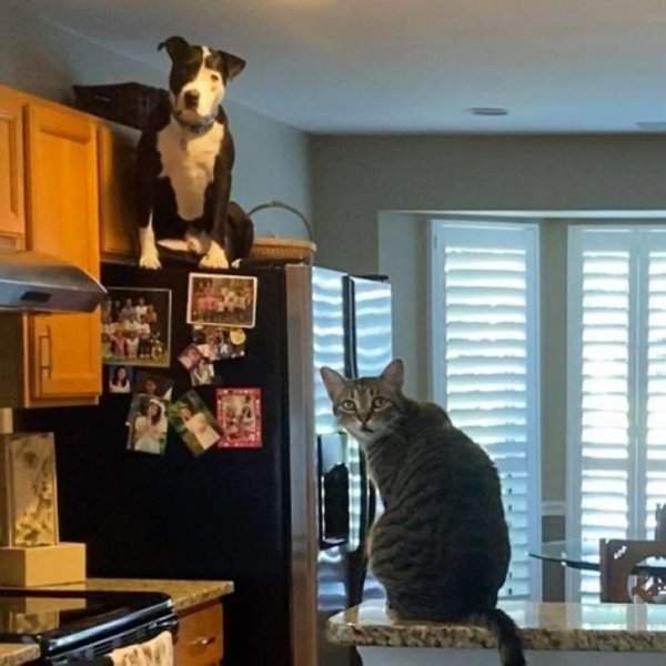 Питбуль и кот на кухне