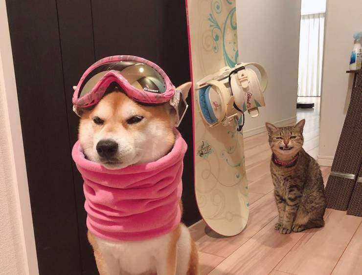 Собака-сноубордист и кот