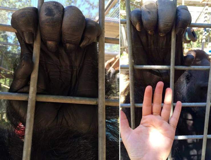 Рука обезьяны по сравнению с рукой человека