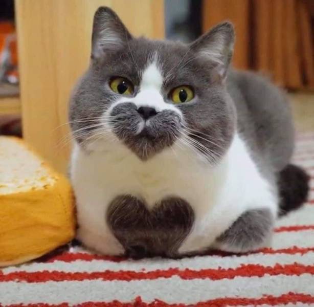 Котик с сердечком на груди