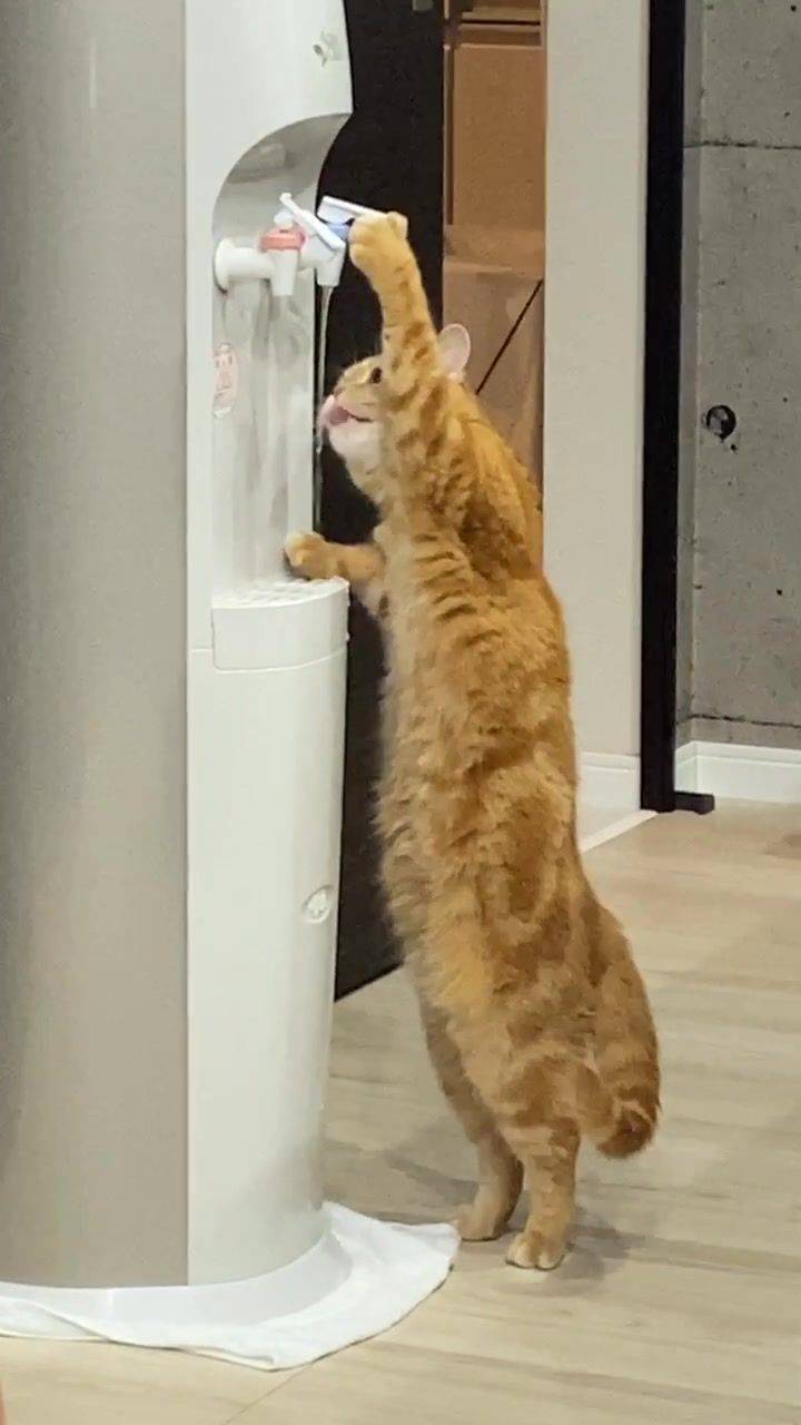 Котик пьет воду из кулера