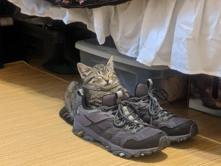 Котик в кроссовках