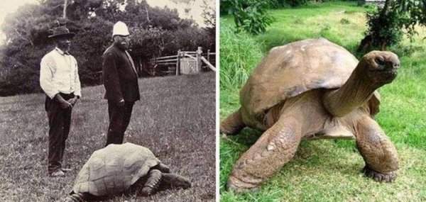 На двух снимках изображена одна и та же гигантская черепаха по имени Джонатан