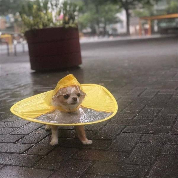 Собака в дождевике