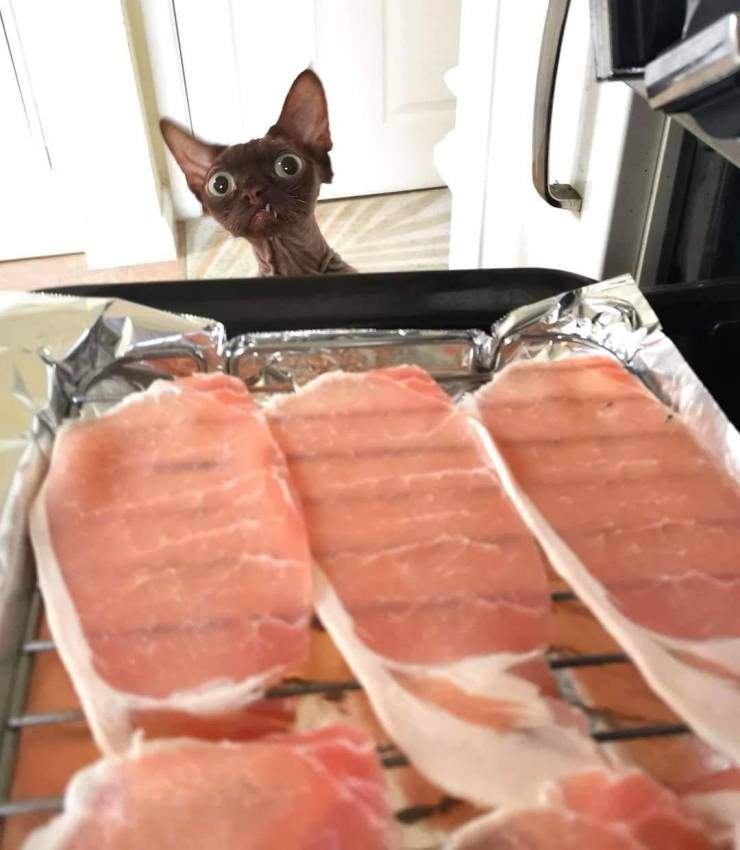 Кот смотрит на стейки