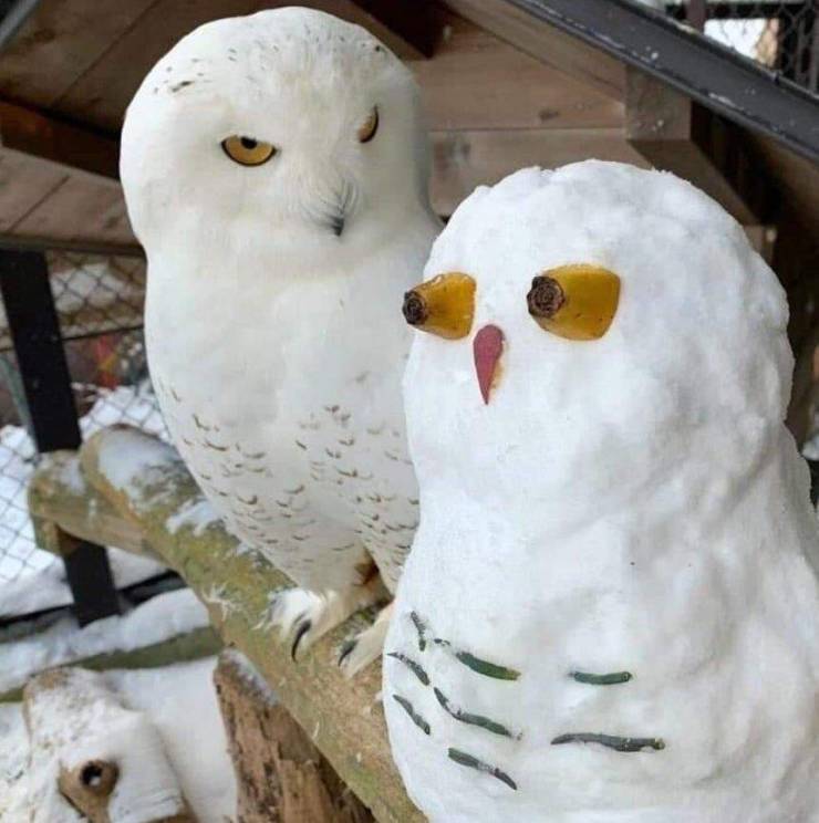 Сова и снеговик-сова