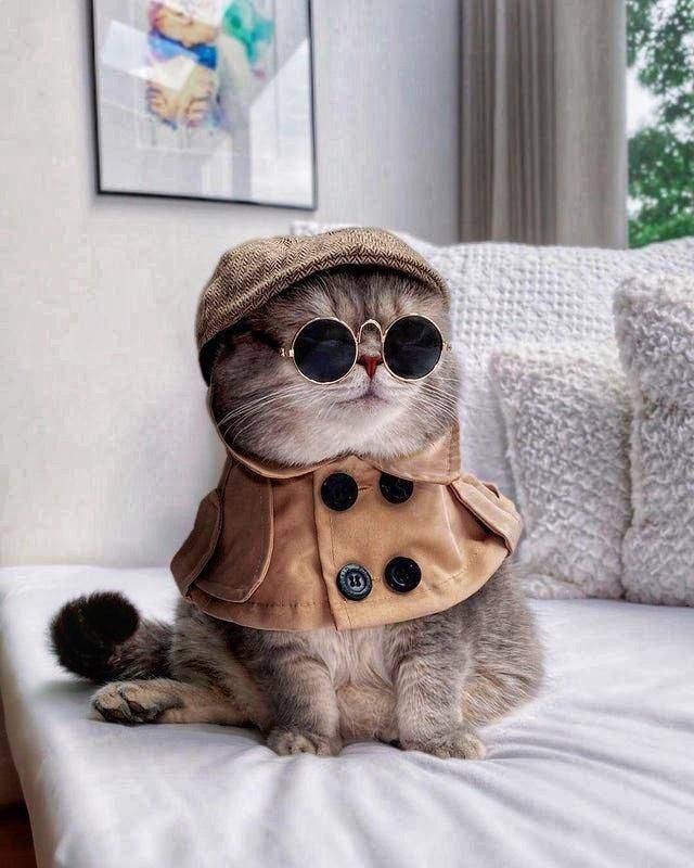 Кот в очках и шапке