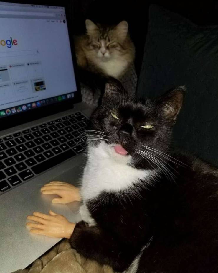 Кот работает за компьютером