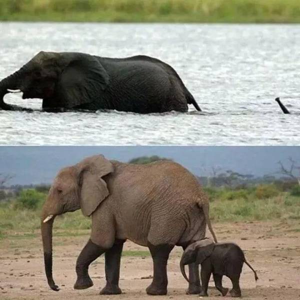Слон и слоненок переплывают реку