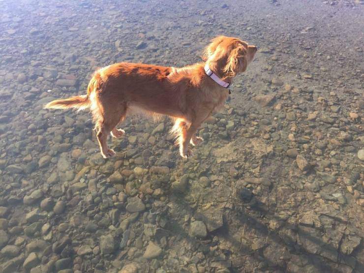 Собака ходит по воде