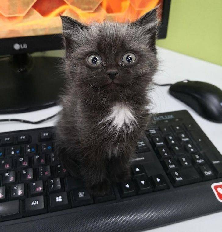 Кот сидит на клавиатуре
