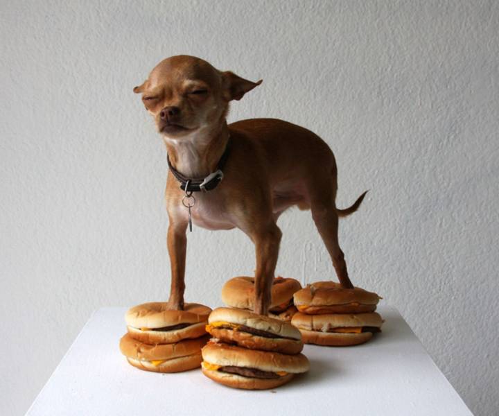 Собака стоит на гамбургерах
