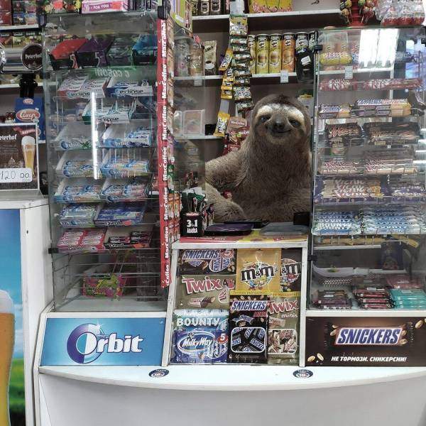 Ленивец на кассе в магазине