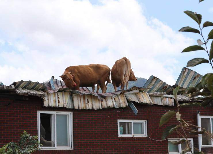 Коровы на крыше здания