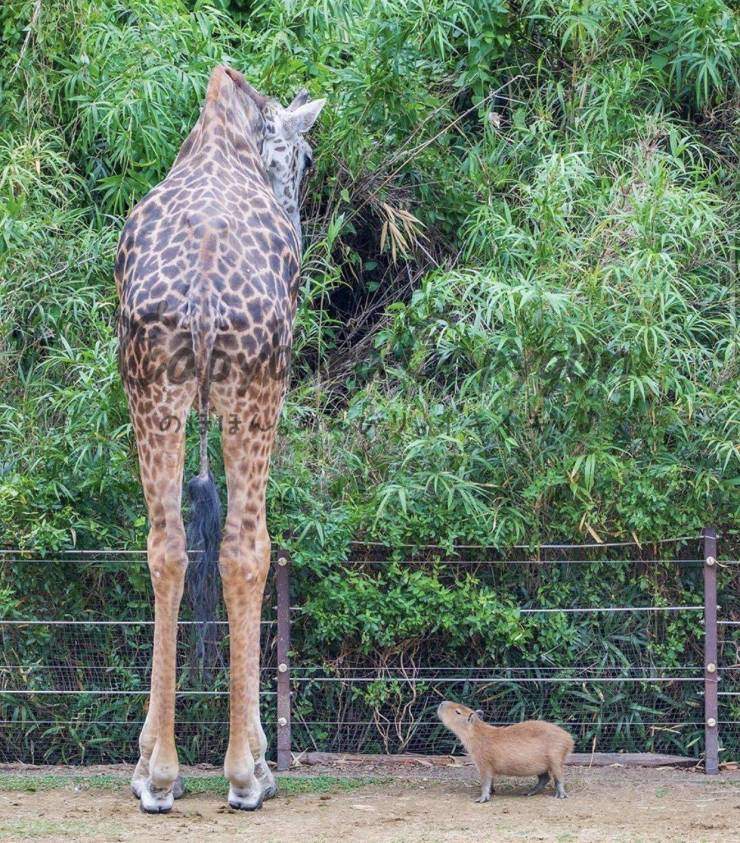 Жираф и капибара
