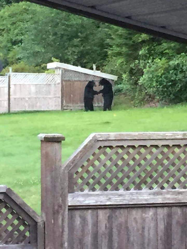 Медведи на заднем дворе дома