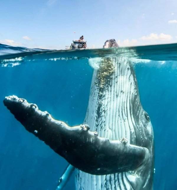Великий и могучий горбатый кит